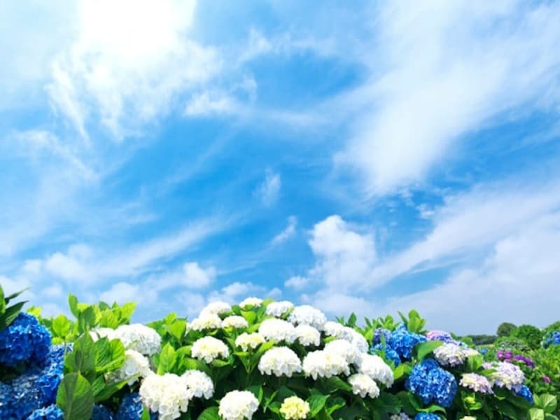 小暑を境に「梅雨入りの特定できず（梅雨入りなし）」になる年も