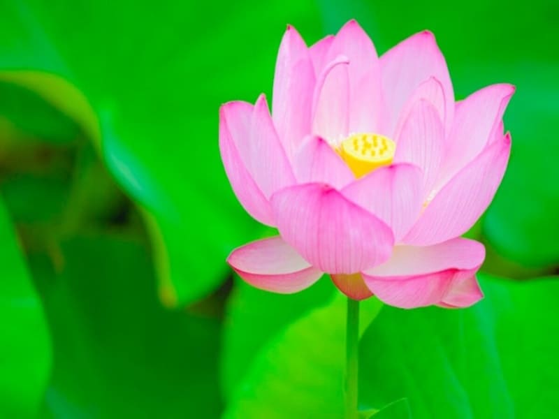 蓮の花は早朝に咲き、昼には閉じてしまいます