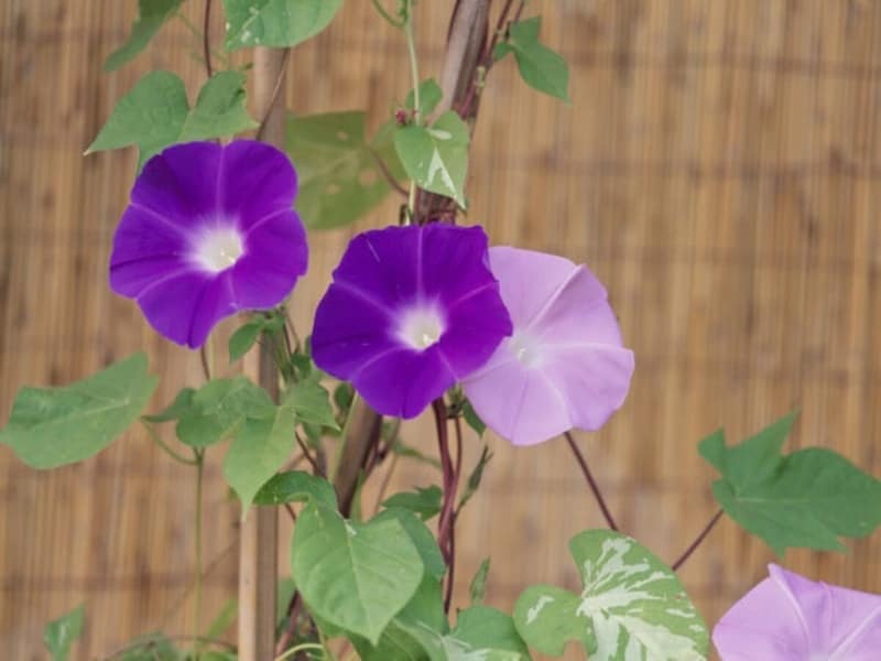 朝顔は中国名で「牽牛」（彦星のこと）ということから、朝顔市も開かれます