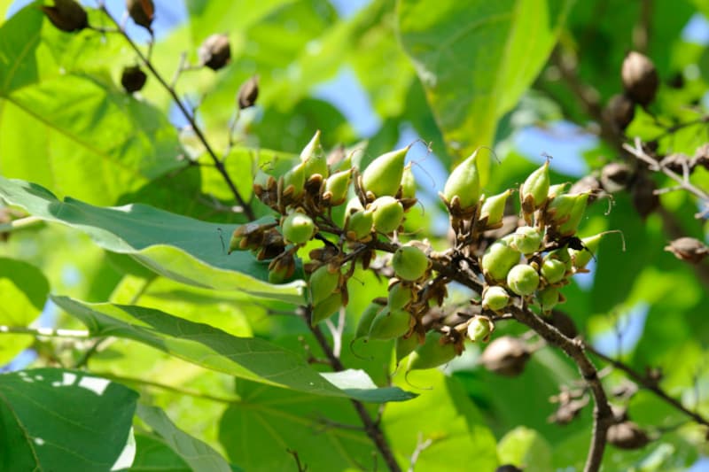 桐の実がなり始める頃。桐は4月~5月に薄紫色の花が咲きます