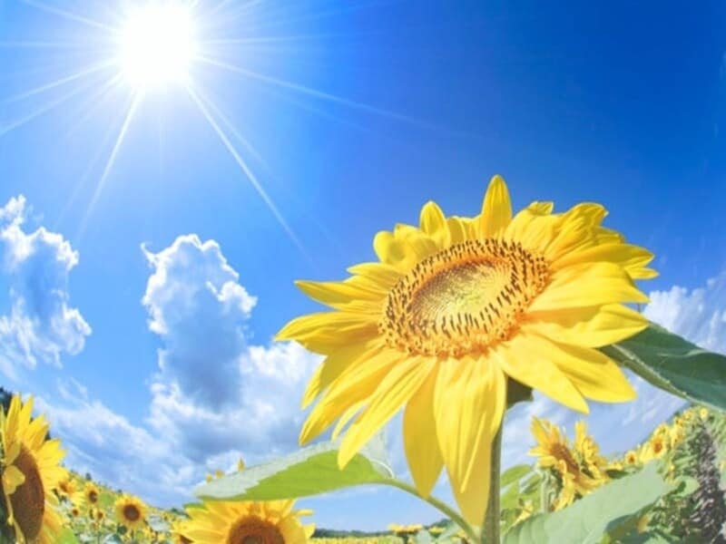 二十四節気「大暑」とは？ 2026年はいつ？