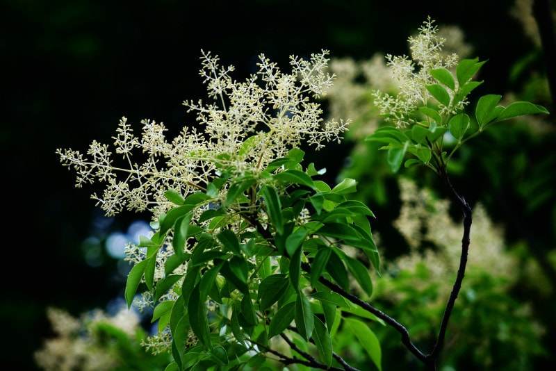 柴田さんは自宅庭のシマトネリコにやってくるカブトムシを定点観測した。