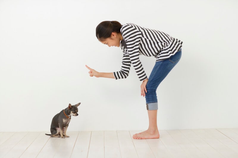 愛犬,犬,しつけ,怒る,イライラ,失敗