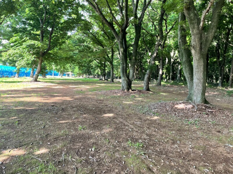 wood