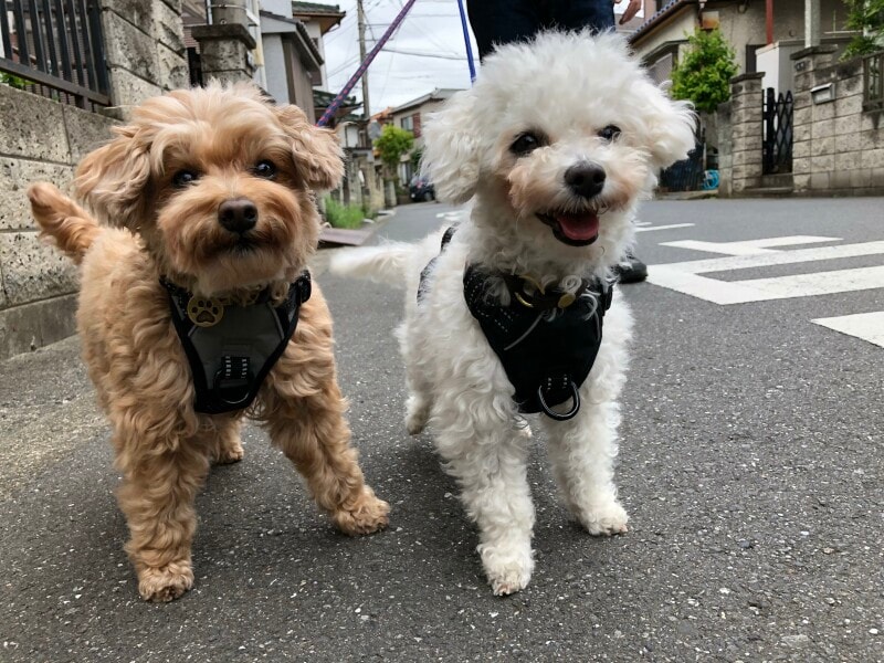 ミックス,愛犬,散歩,可愛すぎる,笑顔