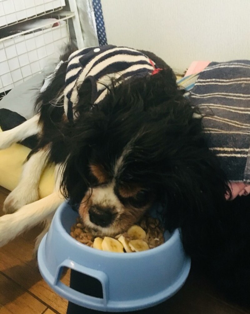 キャバリア,生きる,勇気