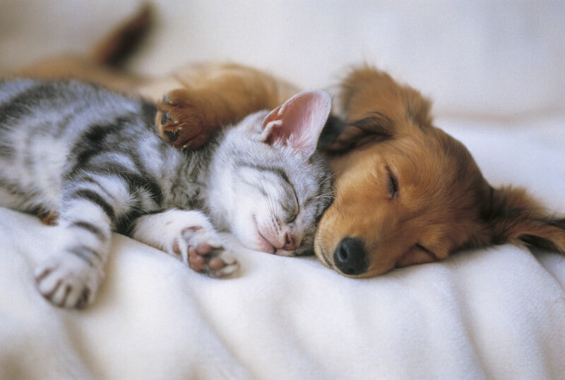 コロナ,コロナ禍,愛犬,藍猫,ペット,負けない