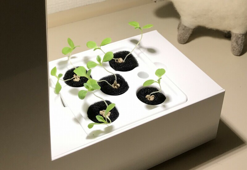 サラダ菜の芽が出たばかりのころ。芽が出るまでは付属のキャップをしておきます