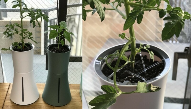 ボタニアム「BOTANIUM」1万8150円。アトリエで育てているミニトマトと唐辛子。3時間に1回自動で散水し、不要な水はタンク内に戻ります