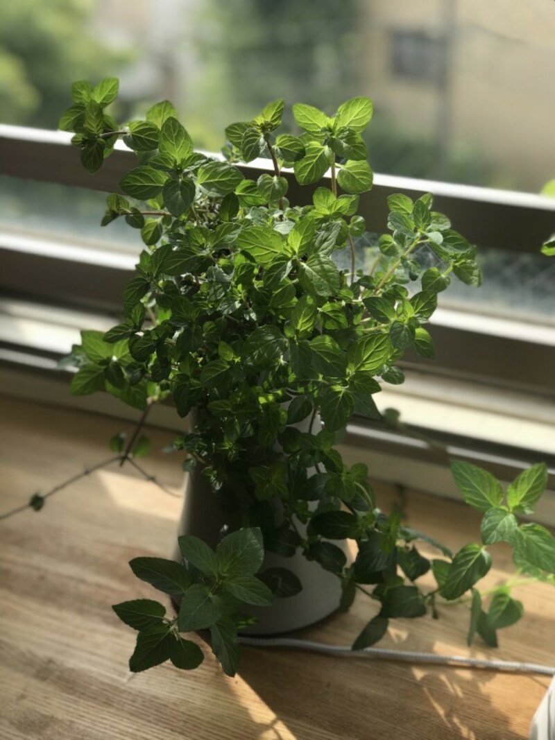 自宅のリビングではペパーミントを栽培しています