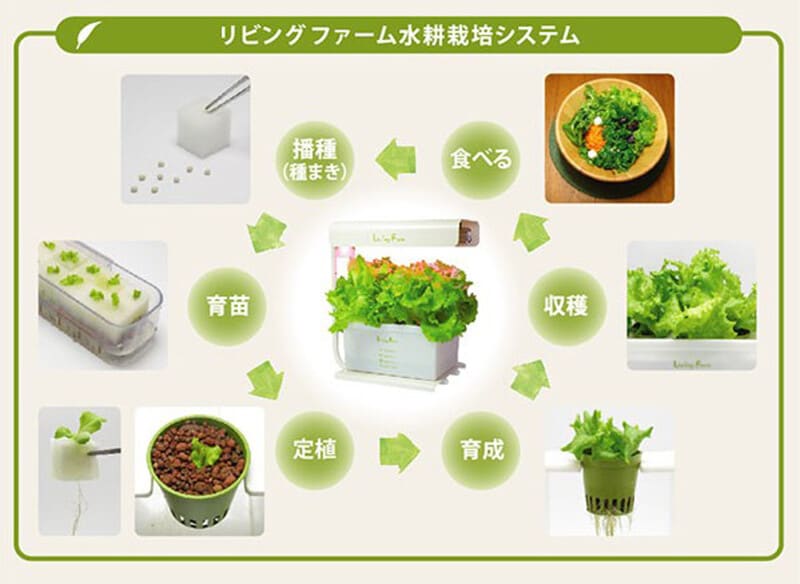 リビングファームの水耕栽培システム。スポンジに種をまき、発芽後に苗をハイドロボールに植え替えて育成させる仕組み