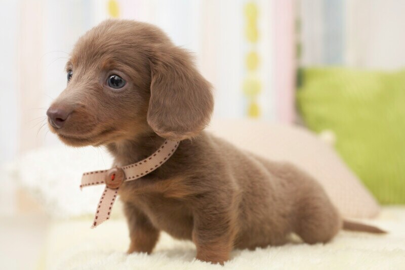 犬,家族,覚悟,愛犬,
