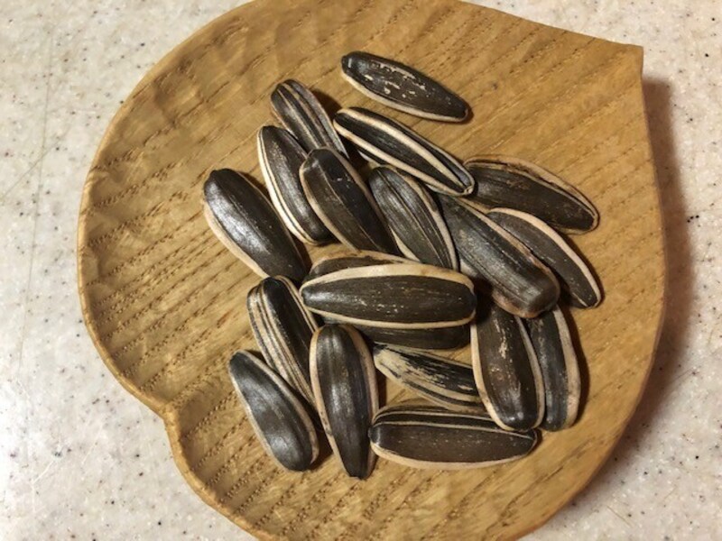 チャチャひまわりの種