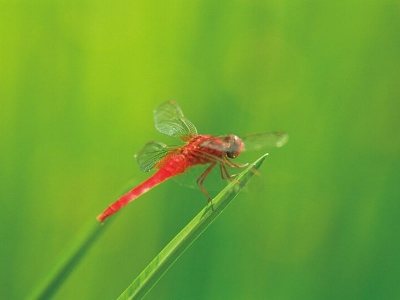 暦のうえでは「立秋」から秋になります