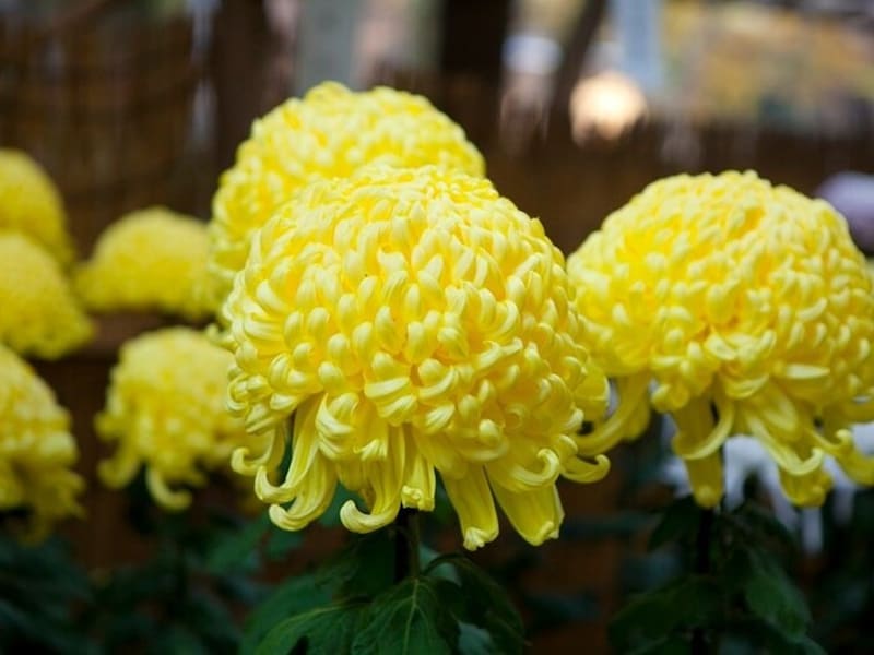 9月9日の「重陽の節句」は「菊の節句」ともいわれる