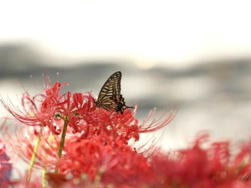 「暑さ寒さも彼岸まで」というのは、どうしてなのでしょうか