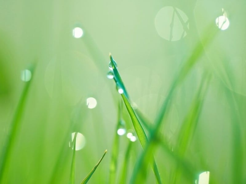 花や宝石にたとえられることも多い、露の美しさ