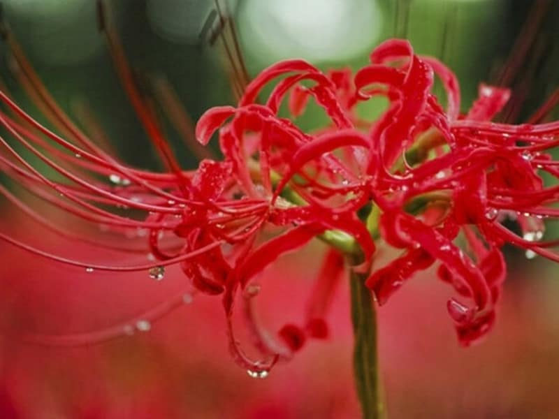 彼岸花の別名「曼珠沙華」は、サンスクリット語で「天界に咲く花」