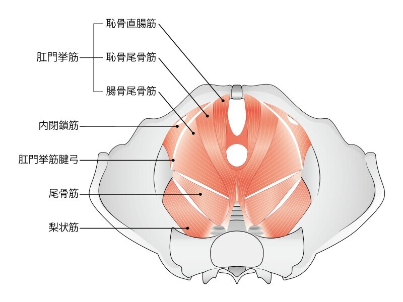 骨盤底筋群＝深会陰横筋、尿道括約筋、肛門挙筋、尾骨筋