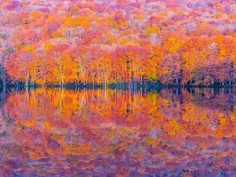 日本の紅葉は世界屈指の美しさ