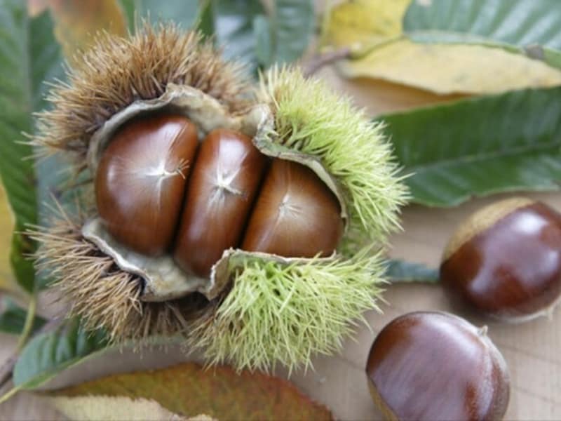 「十三夜」は、栗や豆の収穫祝いでもあります