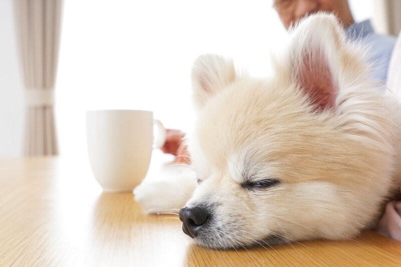 高齢者,シニア,ペット,見送る,ペットロス,ペットロス症候群,言葉,悲しみ