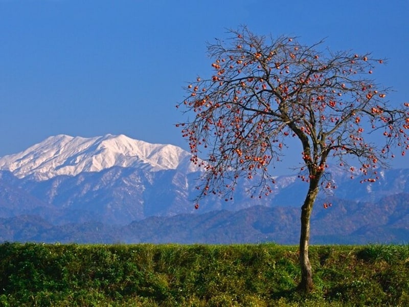 小雪の頃は、まだ少しですが、山のほうでは雪が降ります