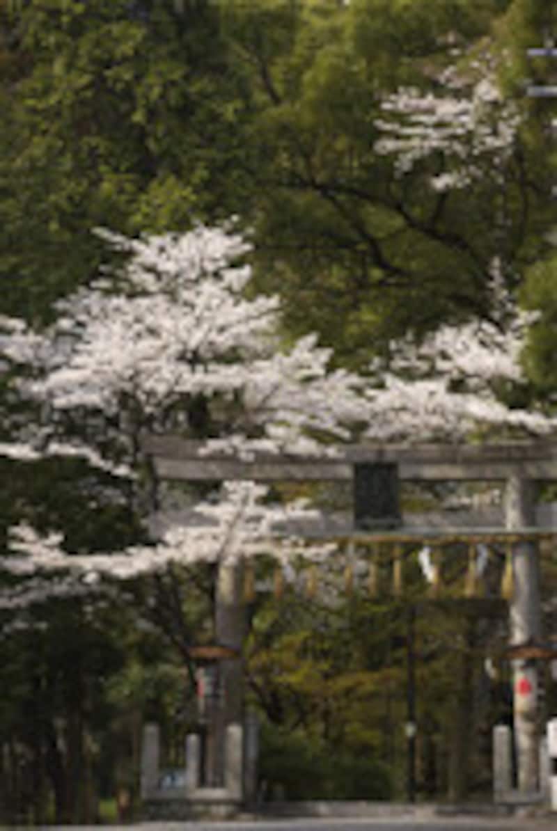 椎尾神社鳥居と桜
