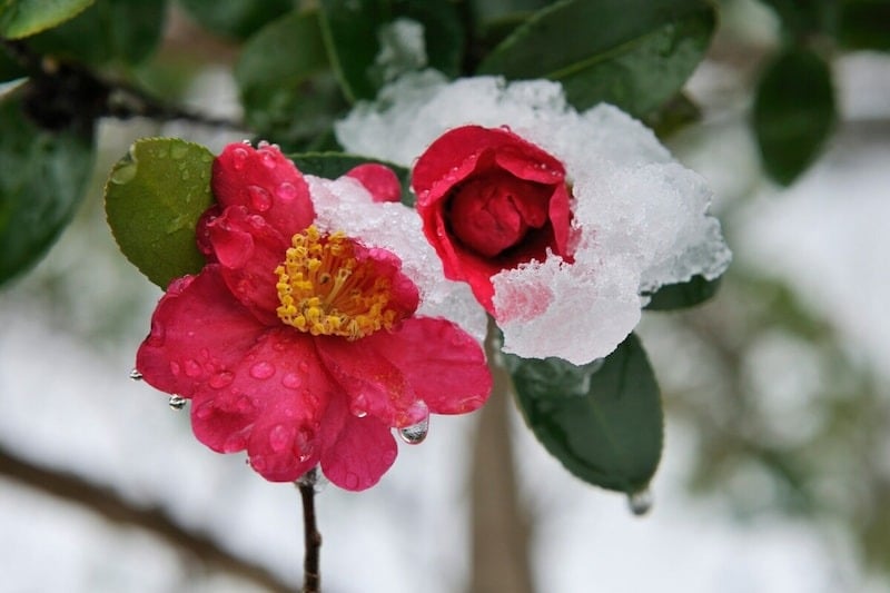 日本では「三寒四温」は春先に用いられるようになりました