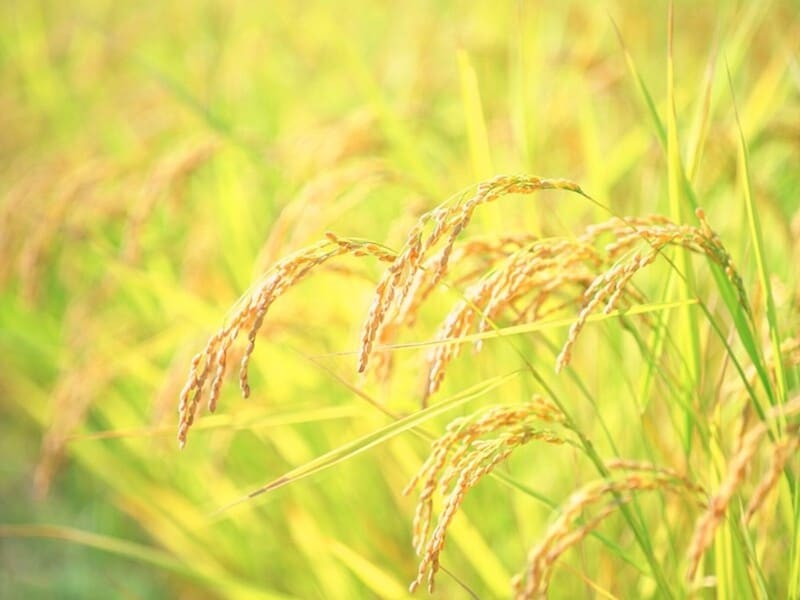 秋風が吹き渡る季節を表す「金風の候」。「○○の候」は「○○の折」「○○のみぎり」に置き換えて使うこともできる