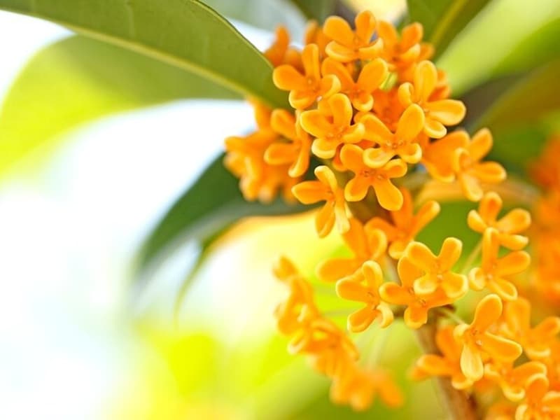 「金木犀の香りが漂う頃となりました」は、話し言葉でやわらかな口語調の時候の挨拶