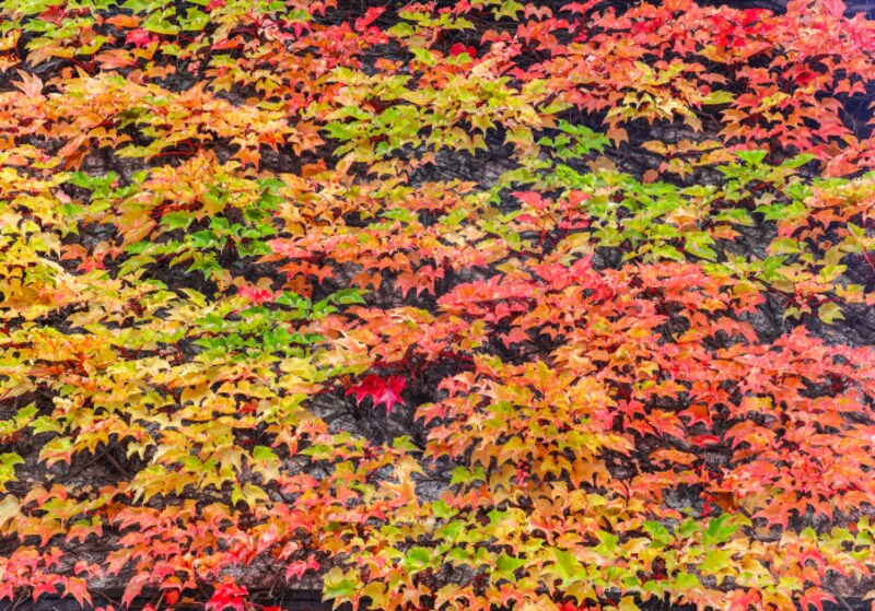 楓や蔦の葉が色づいてくる「楓蔦黄(もみじつたきばむ)」