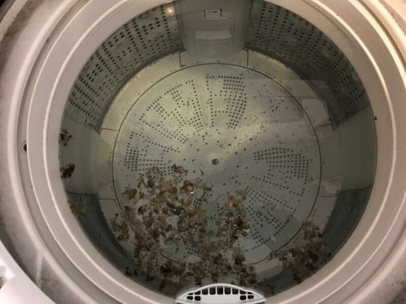 黒いきざみワカメのように浮かんだ洗濯槽のカビ汚れたち。