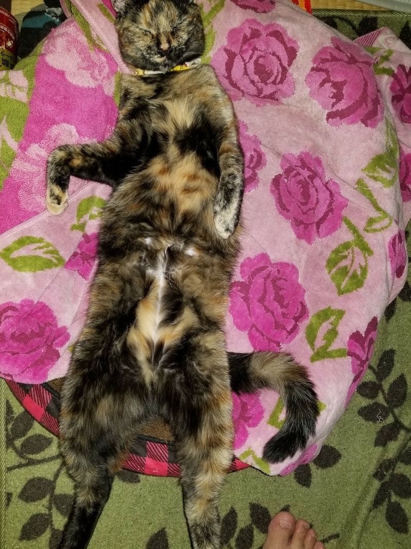 「へそ天」で熟睡するサビ猫チハちゃん