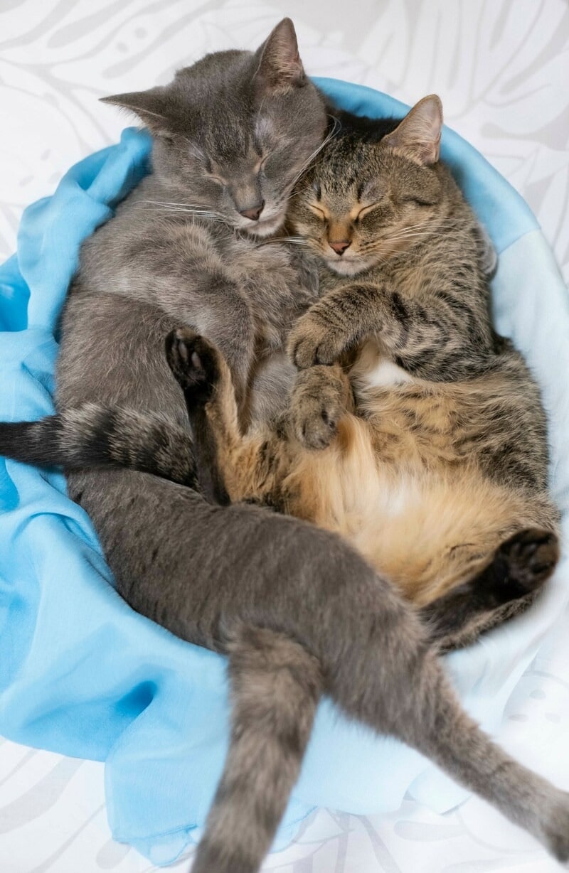 夏でもべったりな仲良し兄妹なつくん&ゆずちゃん