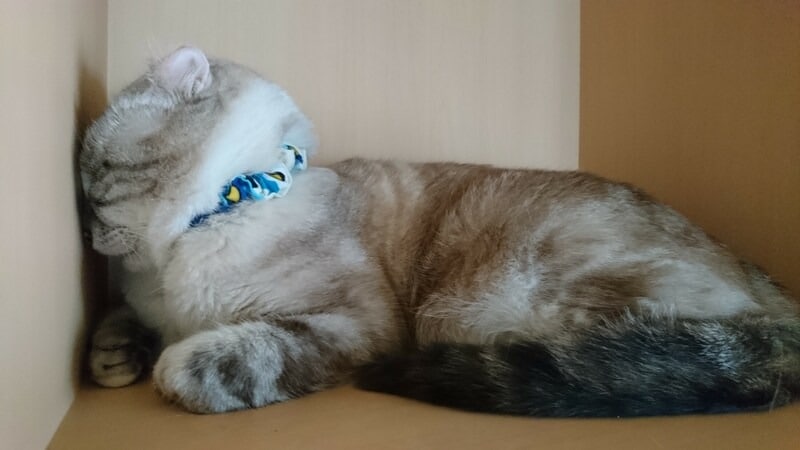 クスっと笑っちゃう幸ちゃんの「壁ペチャ」