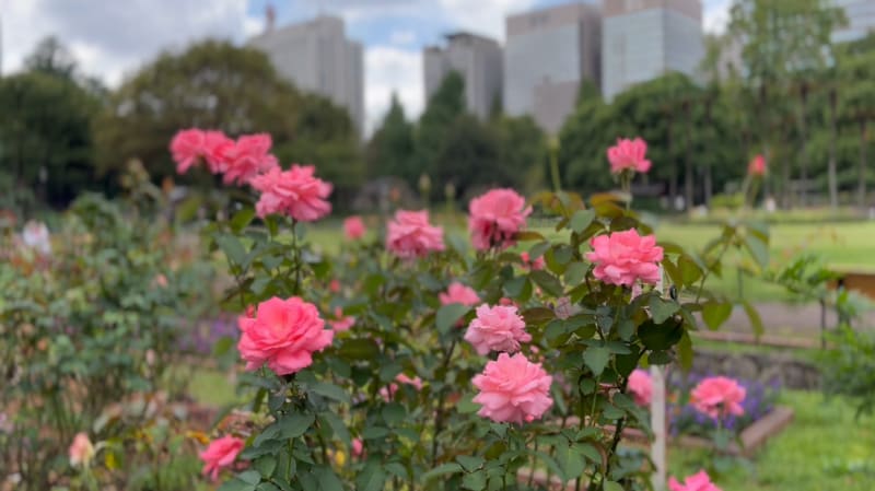 シネマティックモードで撮影例