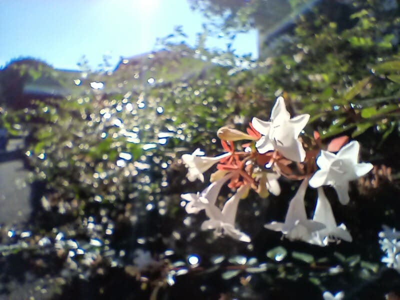 3眼カメラの作例(マクロ)