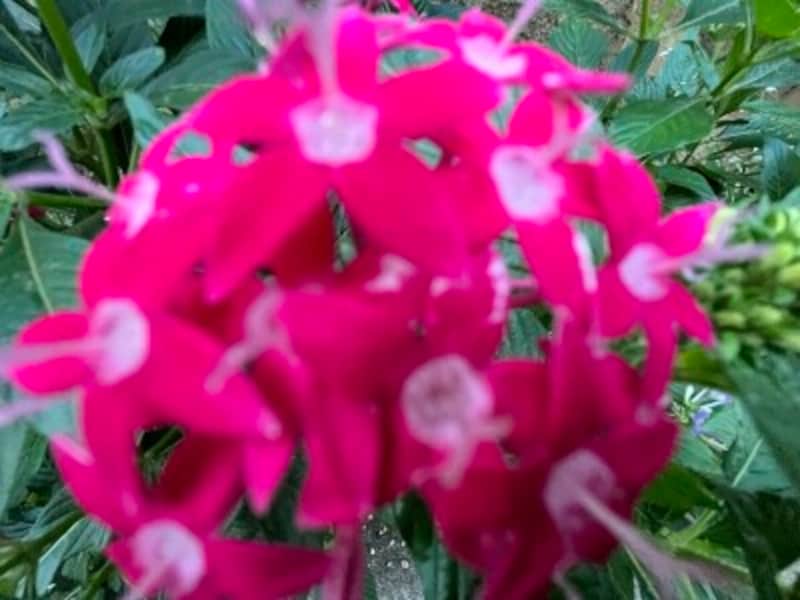 「iPhone 13 mini」で撮影