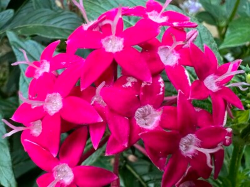 「iPhone 13 Pro」で撮影（マクロ）