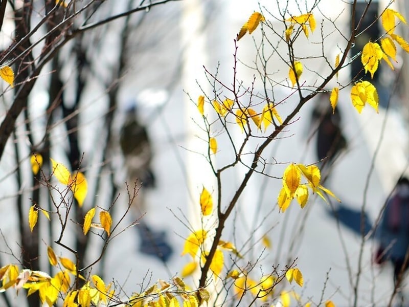 時候の挨拶には、短く簡潔に表した「漢語調」と話し言葉でやわらかな言いまわしの「口語調」がある