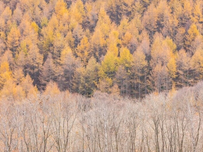 大気が冷たくなり寒さが深まってきた時期を表す「深冷の候」。「○○の候」は「○○の折」「○○のみぎり」に置き換えて使うこともできる