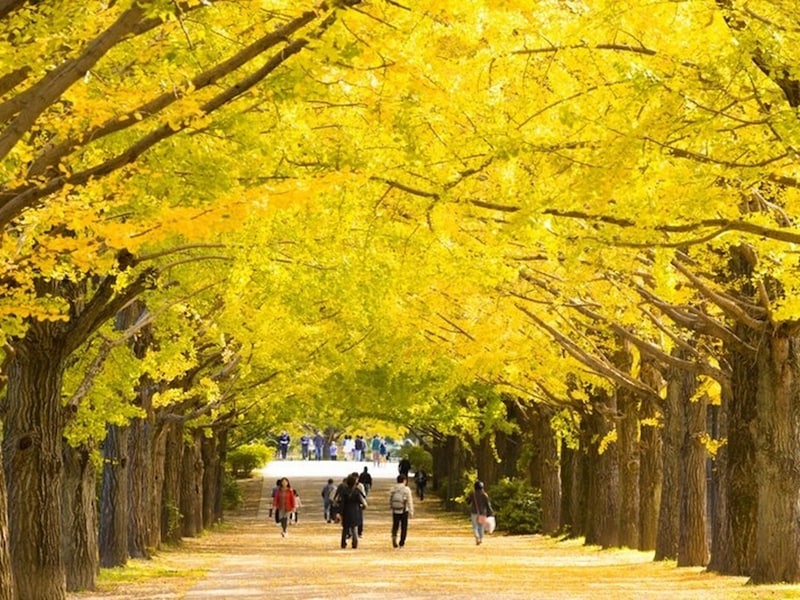 「街路のいちょうもすっかり黄金色に色づきました」は、話し言葉でやわらかな口語調の時候の挨拶