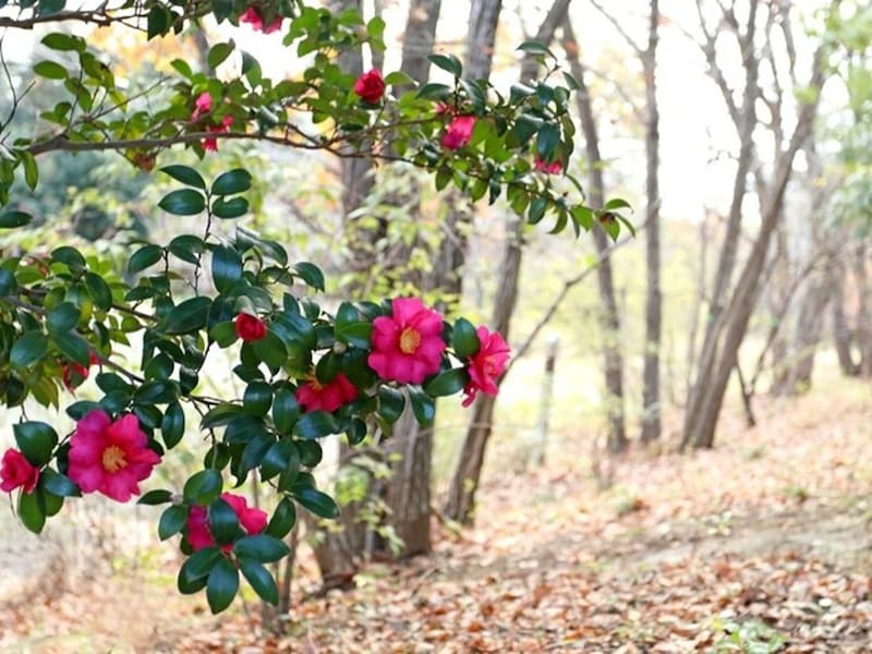 山茶花、椿、銀杏など……植物は取り入れやすい季節の話題です