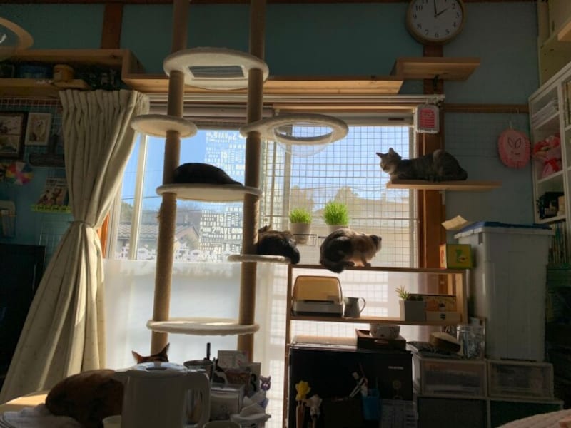 キャットタワー003