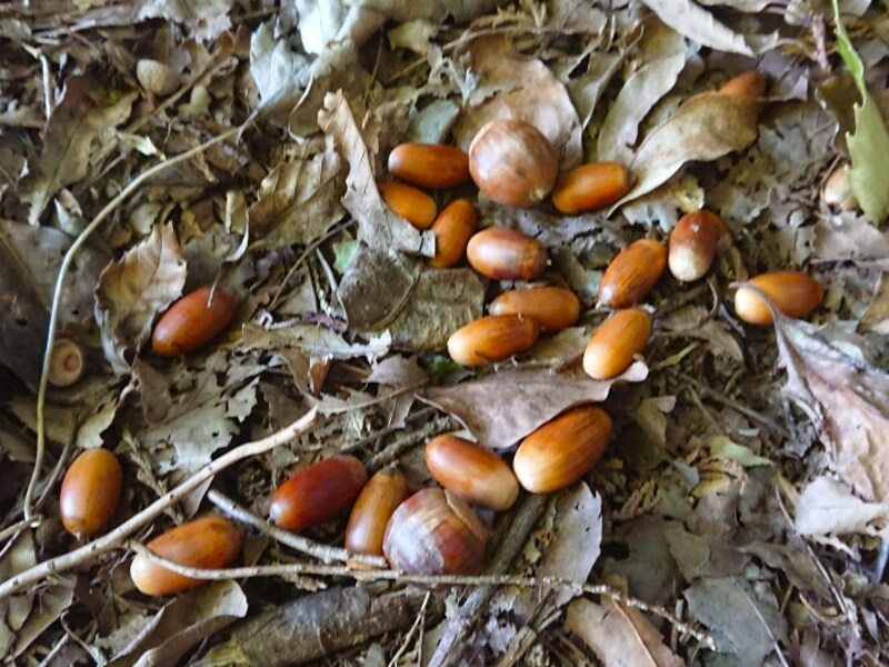 子どもが拾ったどんぐりに潜む危険を回避 煮沸や冷凍で 虫を駆除 する処理方法 工作 自由研究 All About