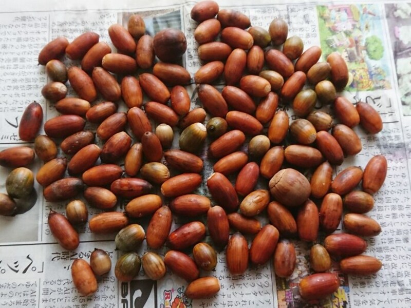 子どもが拾ったどんぐりに潜む危険を回避 煮沸や冷凍で 虫を駆除 する処理方法 工作 自由研究 All About