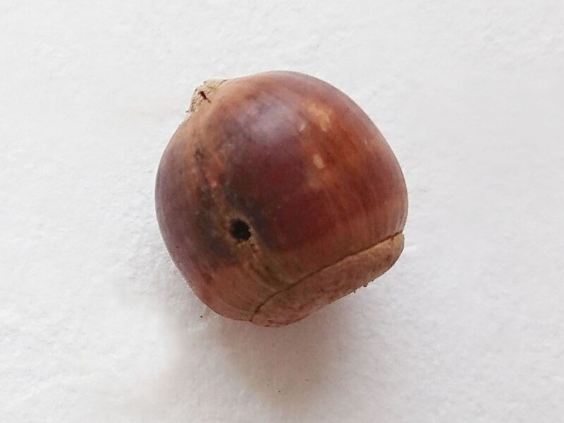 処理をしないと、どんぐりの穴から小さな虫が現れることが……