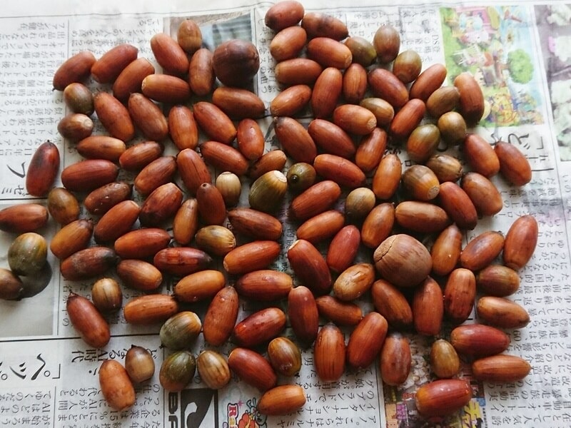 風通しのよい場所で乾燥させてね