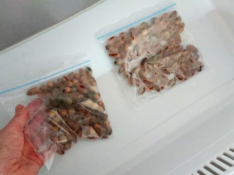 冷凍庫にどんぐりを入れ虫を駆除!